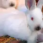 Кролики Калифорнийской Породы