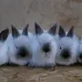 Кролики Калифорнийской Породы