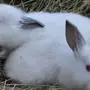 Кролики калифорнийской породы