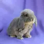 Мини Кролики