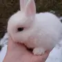 Мини Кролики