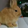 Мини кролики