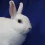 Мини кролики
