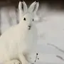Заяц зимой картинки для детей