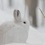 Заяц зимой картинки для детей