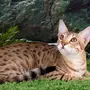 Порода кошек саванна