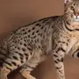 Порода кошек саванна