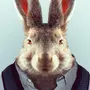Картинка заяц в одежде