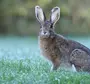 Картинка заяц в природе