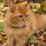 Фотографии рыжих котов