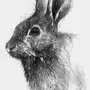 Картинка кролика карандашом
