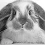 Картинка кролика карандашом