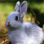 Картинка настоящего зайца