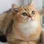 Британская кошка золотая шиншилла