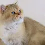 Британская кошка золотая шиншилла