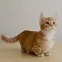 Манчкин кошка
