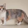 Манчкин кошка