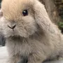 Декоративный Кролик