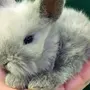 Декоративный Кролик