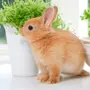 Декоративный кролик
