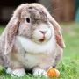 Картинки кроликов зайцев
