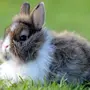 Картинки Кроликов Зайцев