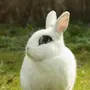 Картинки кроликов зайцев