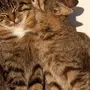 Влюбленные котики