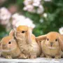 Картинки на заставку кролик