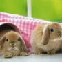 Картинки На Заставку Кролик
