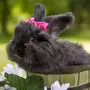 Картинки на заставку кролик