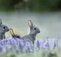 Картинки на рабочий стол кролики