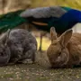 Картинки про кроликов