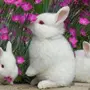 Картинки про кроликов