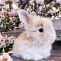 Картинки Про Кроликов