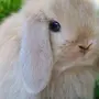 Милый кролик картинка