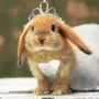 Милый кролик картинка