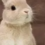 Милый Кролик Картинка