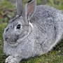 Серый Кролик