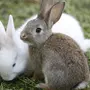 Серый кролик