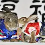 Китайский Кролик Картинка