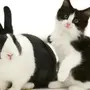 Кот и кролик картинки