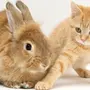 Кот и кролик картинки