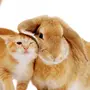 Кот И Кролик Картинки