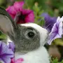 Кролик Картинки Красивые