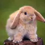 Картинки на телефон кролик