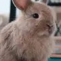 Кролик баффи