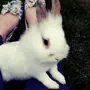 Белый декоративный кролик