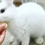Белый Декоративный Кролик