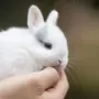 Белый Декоративный Кролик